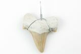 1.25" to 2" Wire Wrapped Otodus Shark Tooth Pendant - Morocco - Photo 2